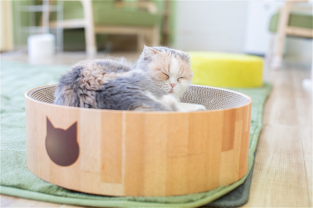 当店について - 里親探しの猫カフェ にゃんずはうす｜滋賀県長浜市